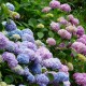 hydrangea care, hydrangea color, growing hydrangas