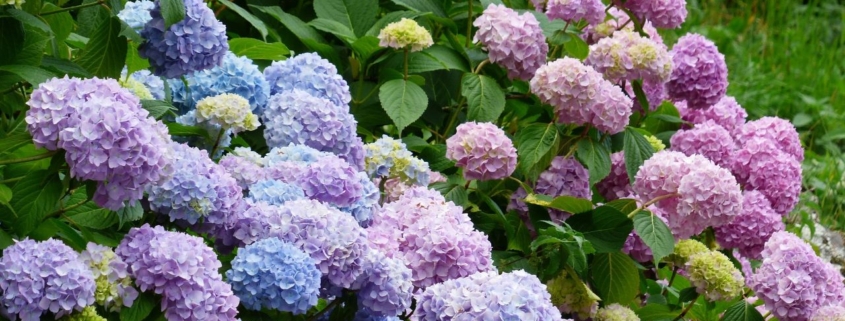 hydrangea care, hydrangea color, growing hydrangas