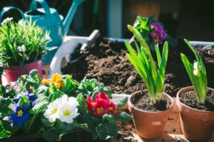garden plants 