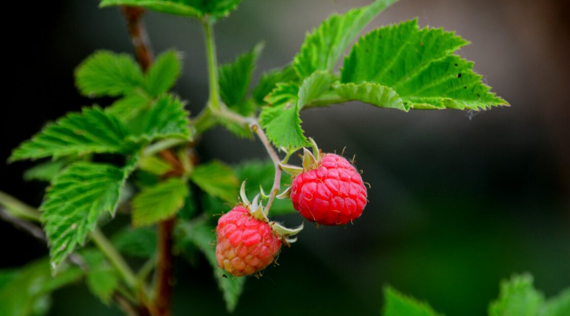 Espoma soil acidifier, Holly-tone, growing berries