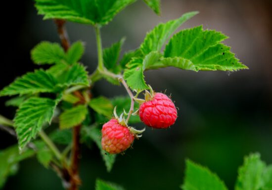 Espoma soil acidifier, Holly-tone, growing berries