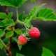 Espoma soil acidifier, Holly-tone, growing berries