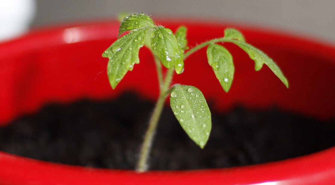 tomato-tone, growing tomatoes, organic gardening