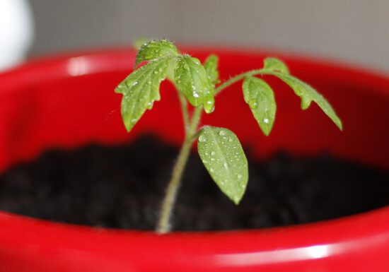 tomato-tone, growing tomatoes, organic gardening