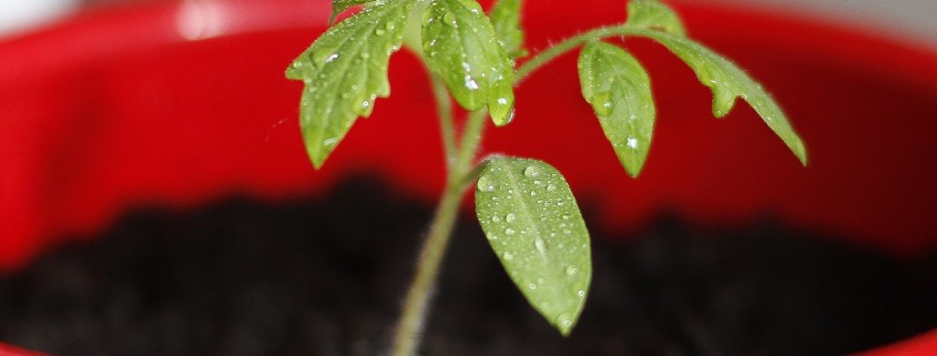 tomato-tone, growing tomatoes, organic gardening