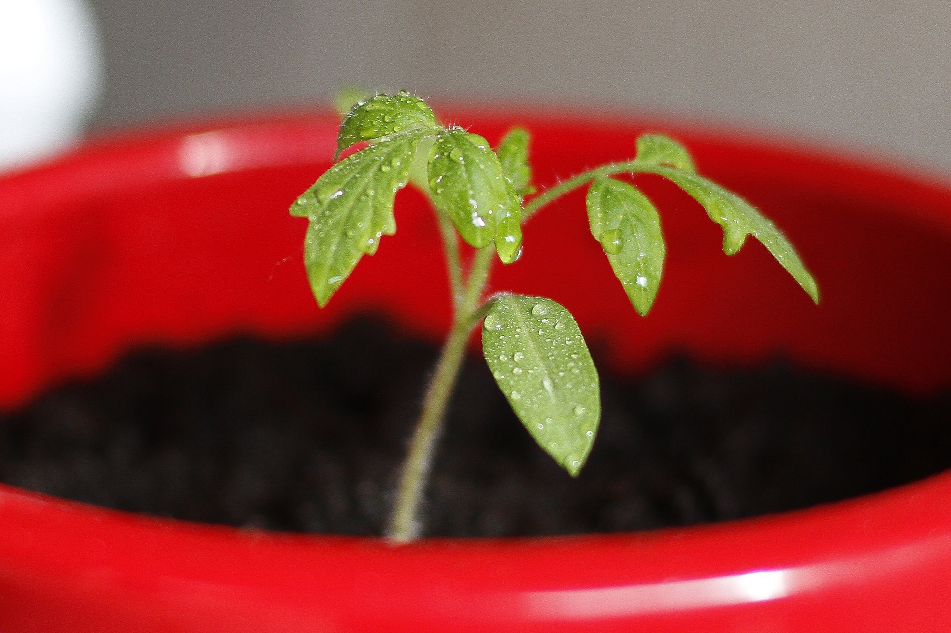 Espoma   Plant Tomato Seeds in 20 Easy Steps
