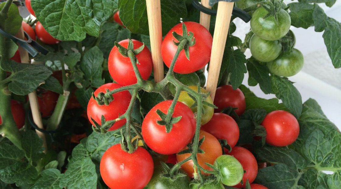 tomato-tone, growing tomatoes, organic gardening