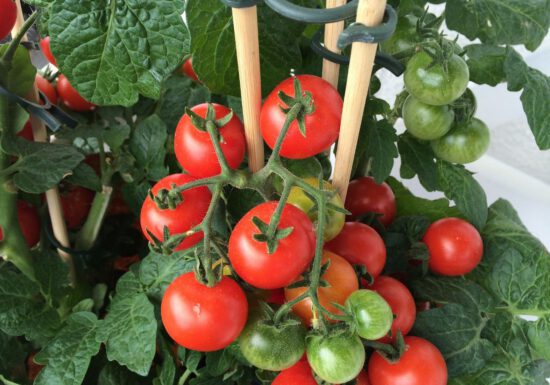 tomato-tone, growing tomatoes, organic gardening