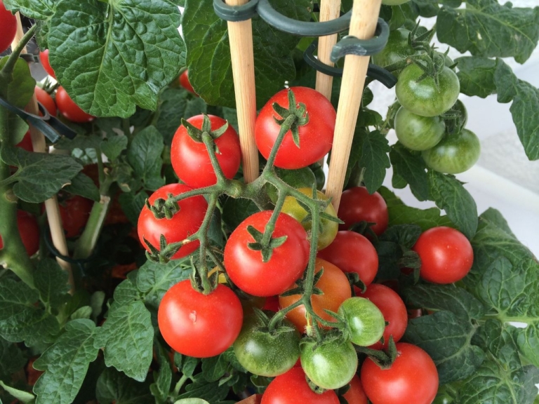 tomato-tone, growing tomatoes, organic gardening