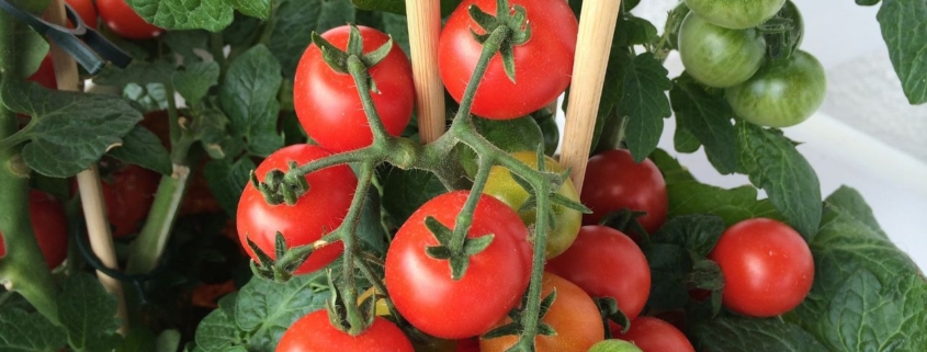 tomato-tone, growing tomatoes, organic gardening