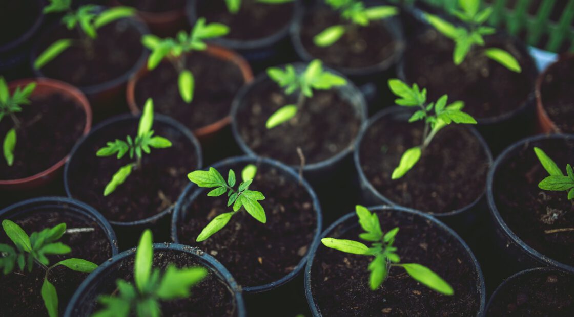 tomato-tone, growing tomatoes, organic gardening