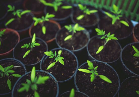 tomato-tone, growing tomatoes, organic gardening