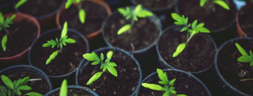 tomato-tone, growing tomatoes, organic gardening