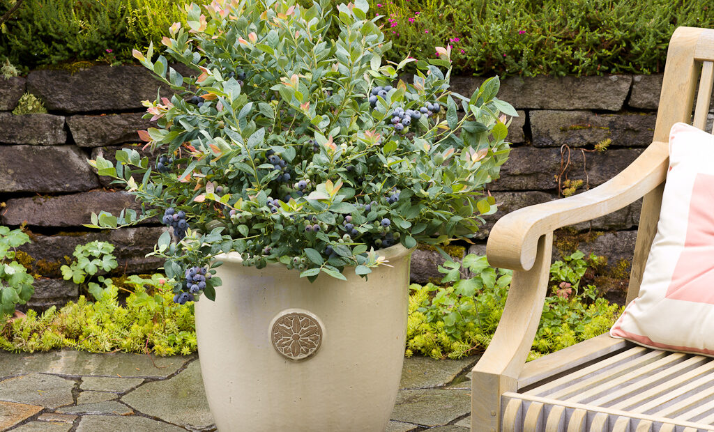 pink icing blueberries, easiest blueberries to grow
