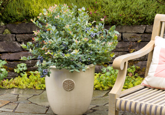 pink icing blueberries, easiest blueberries to grow