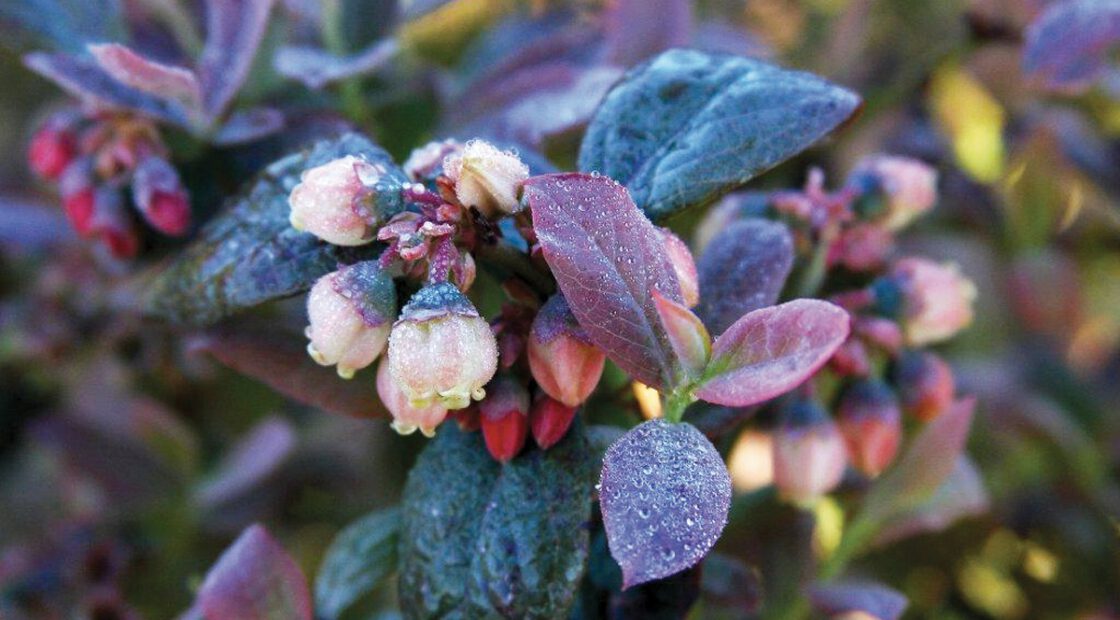 organic blueberries, pink icing brazelberries