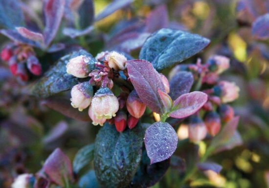 organic blueberries, pink icing brazelberries