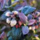 organic blueberries, pink icing brazelberries