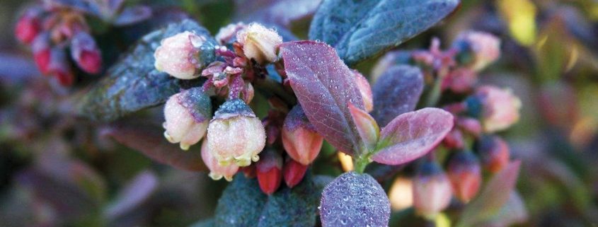 organic blueberries, pink icing brazelberries