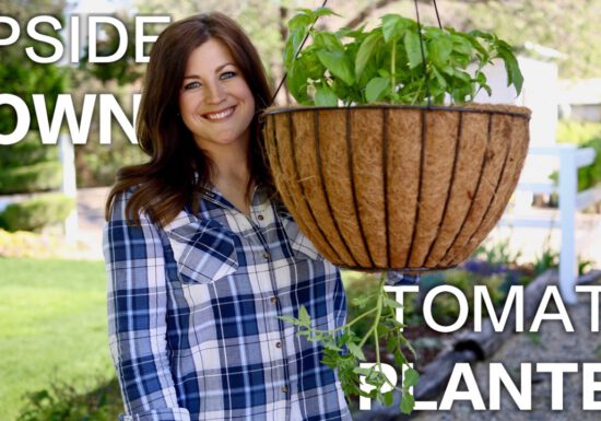 upside down tomato planter, organic tomatoes, growing tomatoes.