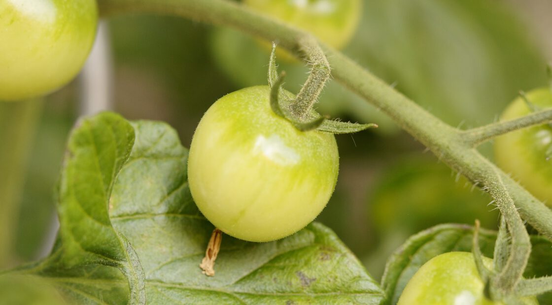 growing tomatoes, upside down tomatoes