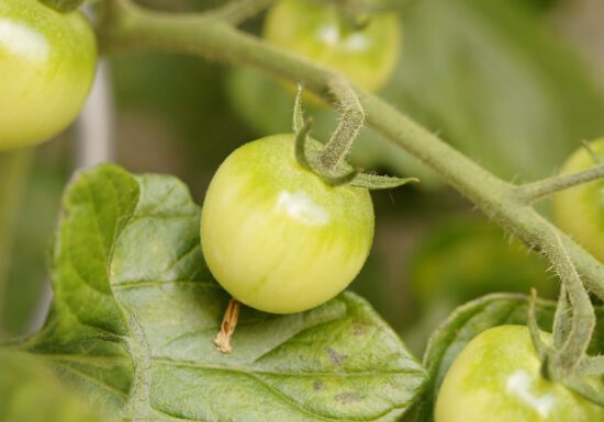 growing tomatoes, upside down tomatoes