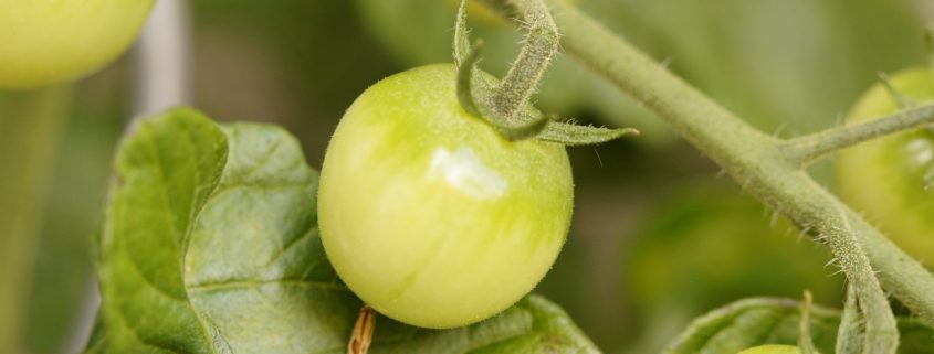 growing tomatoes, upside down tomatoes