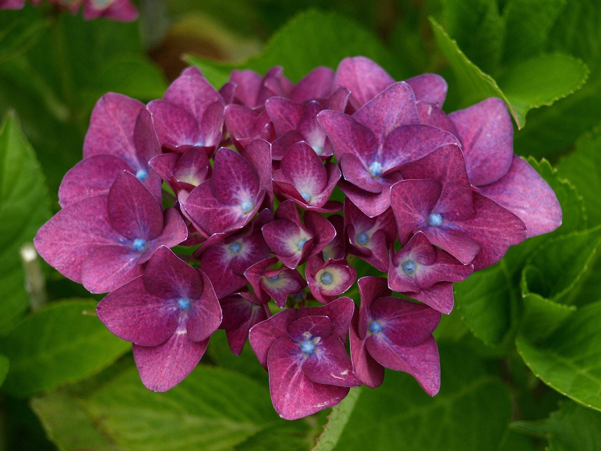Care for hydrangeas by planting them in the right spot.