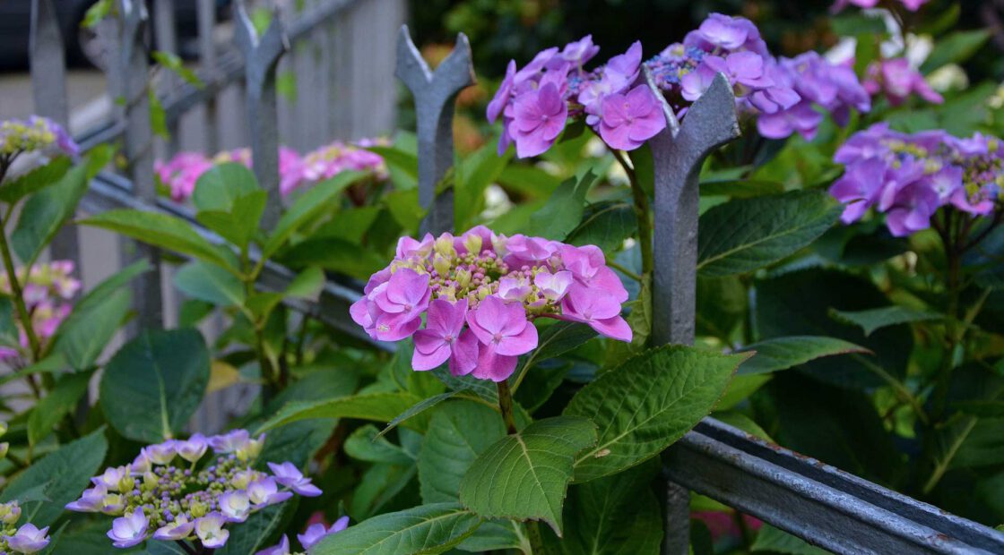hydrangea care, hydrangea color, growing hydrangas