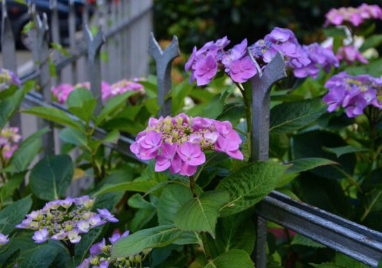 hydrangea care, hydrangea color, growing hydrangas