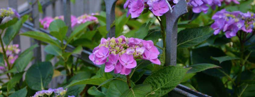 hydrangea care, hydrangea color, growing hydrangas