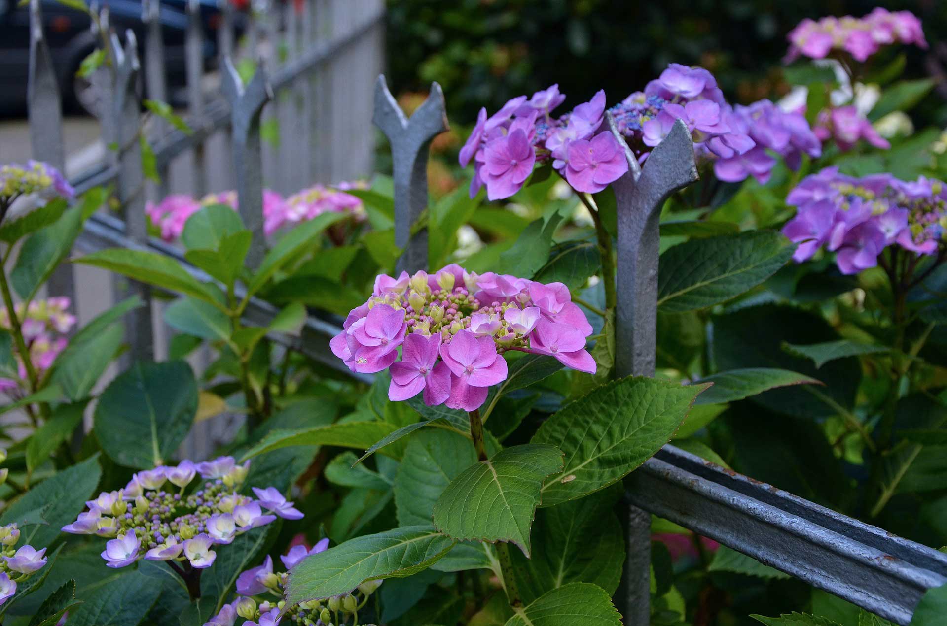 dr scholl's hydrangea