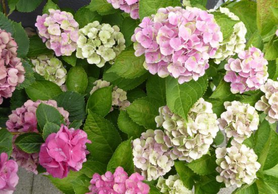 Care for hydrangeas by planting them in the right spot.