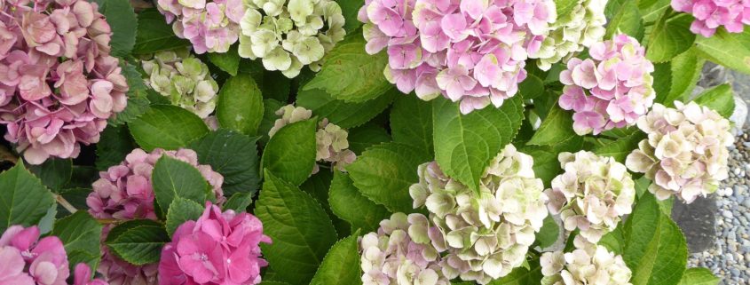 Care for hydrangeas by planting them in the right spot.