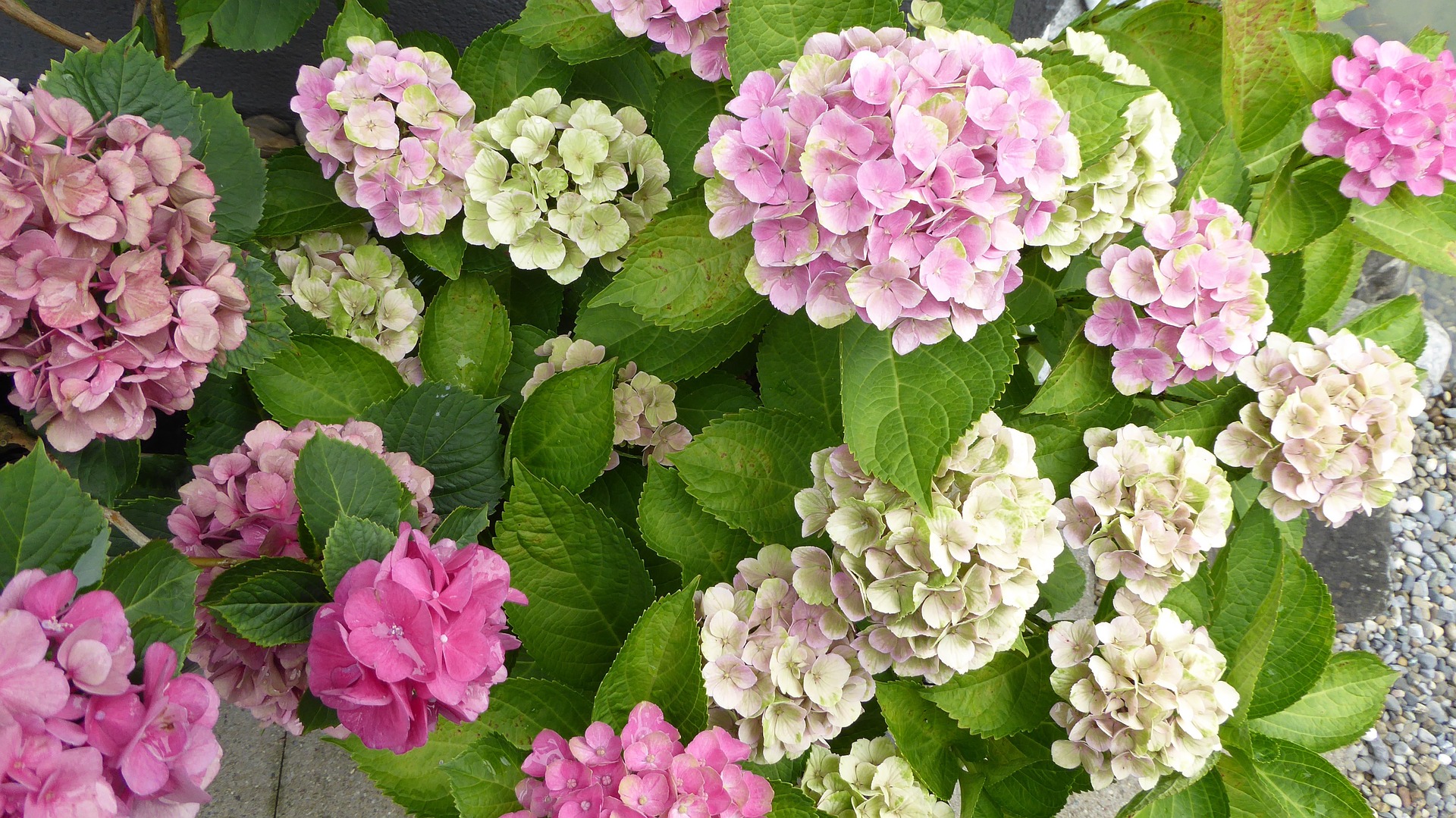 Image of Transplanting hydrangeas in fall - Image 1