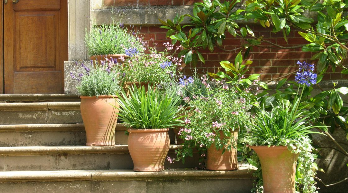 liquid fertilizer, potting soil, container gardening