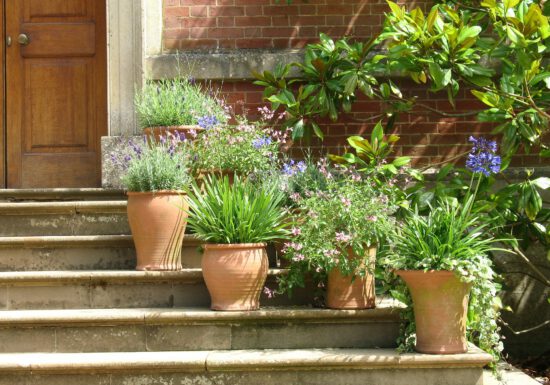 liquid fertilizer, potting soil, container gardening