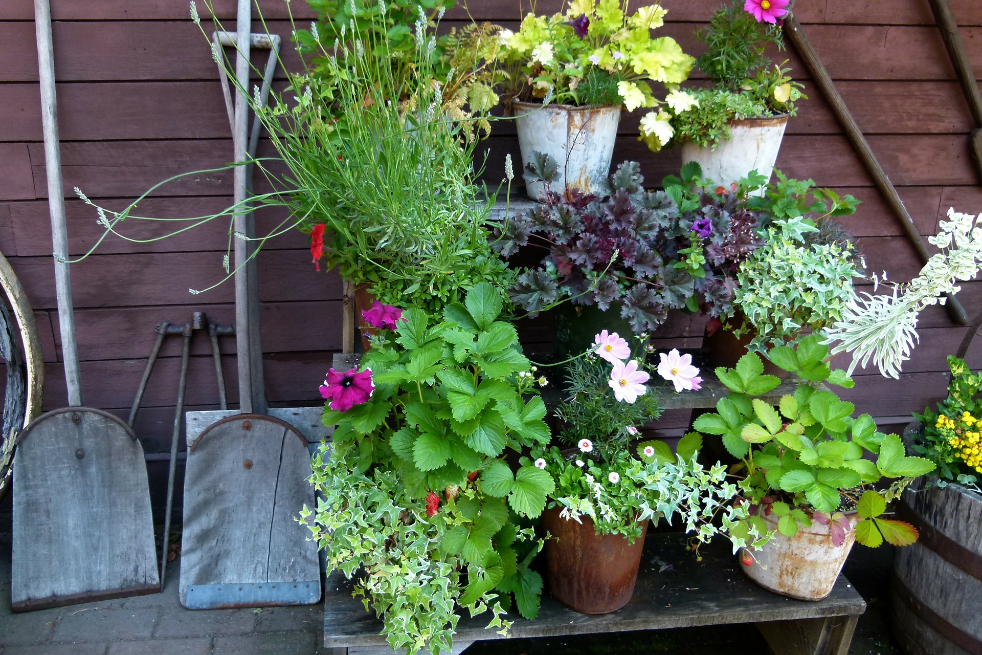 liquid fertilizer, potting soil, container gardening