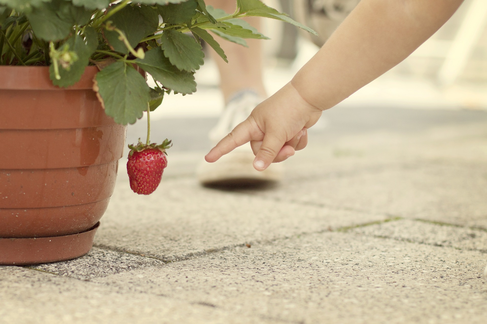 You can still have delicious strawberries if you garden in a small space. They make perfect container plants! 