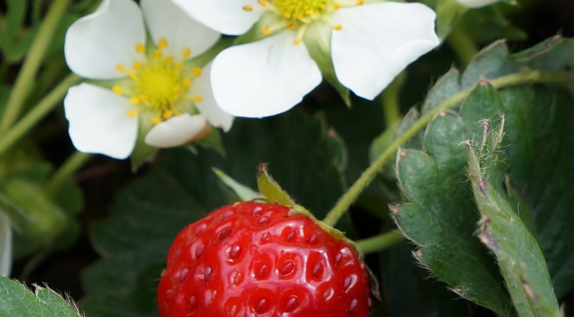 When it comes to choosing which berries to add to your organic garden, you can’t go wrong with summer’s favorite fruit — strawberries.