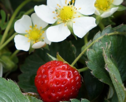 When it comes to choosing which berries to add to your organic garden, you can’t go wrong with summer’s favorite fruit — strawberries.