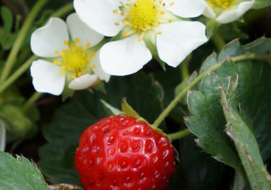 When it comes to choosing which berries to add to your organic garden, you can’t go wrong with summer’s favorite fruit — strawberries.