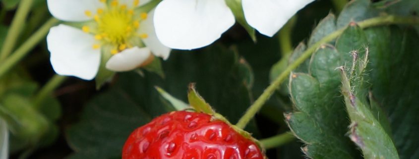 When it comes to choosing which berries to add to your organic garden, you can’t go wrong with summer’s favorite fruit — strawberries.