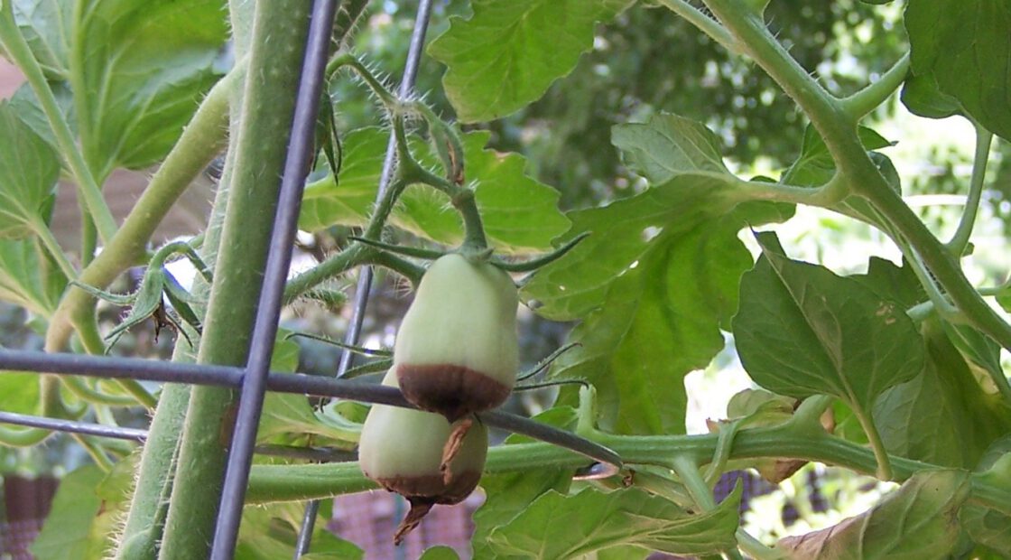 tomato-tone, growing tomatoes, organic gardening