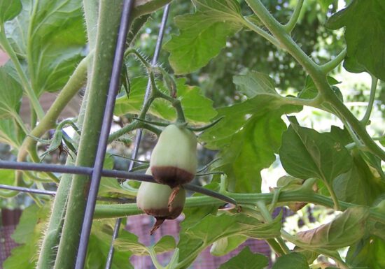 tomato-tone, growing tomatoes, organic gardening