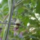 tomato-tone, growing tomatoes, organic gardening