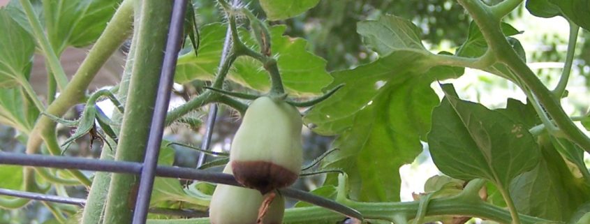 tomato-tone, growing tomatoes, organic gardening