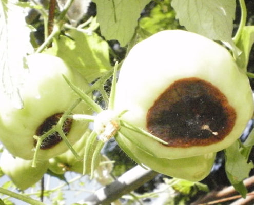 tomato-tone, growing tomatoes, organic gardening