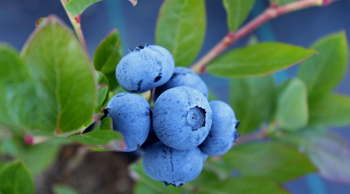 Blueberry bushes respond best to acid fertilizers such as those for rhododendrons and azaleas. Holly-tone has long been used by professional gardeners as the best source of food for berries.