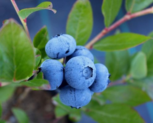 Blueberry bushes respond best to acid fertilizers such as those for rhododendrons and azaleas. Holly-tone has long been used by professional gardeners as the best source of food for berries.